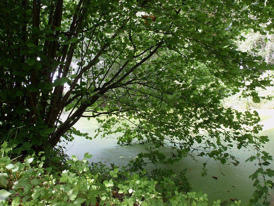 Leszczyna (?) nad fosą
