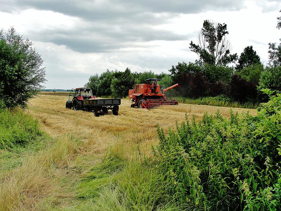 Na trasie wycieczki - okolice Tczewa. Pierwsze zbiory tego lata
