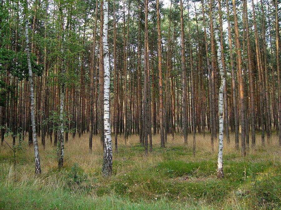 Las za Grodziskiem