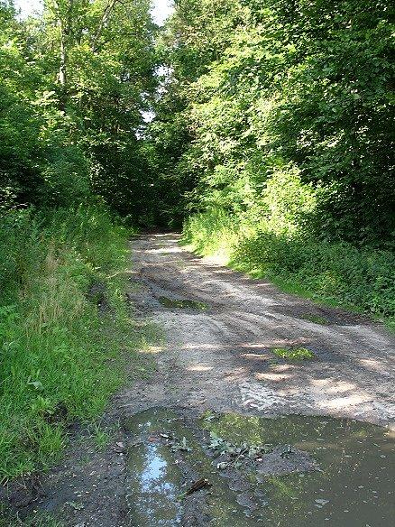 Droga do leśniczówki Bogatki., rowerem szosowym do przejechania, choć nie było to łatwe, po drodze tylko jedna podpórka