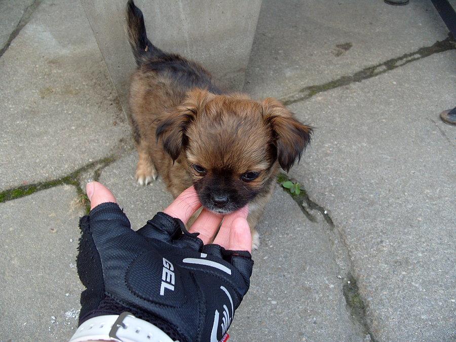 Podczas posiłku podszedł bardzo miły szczeniak który wyglądał tak niewinnie ;)
