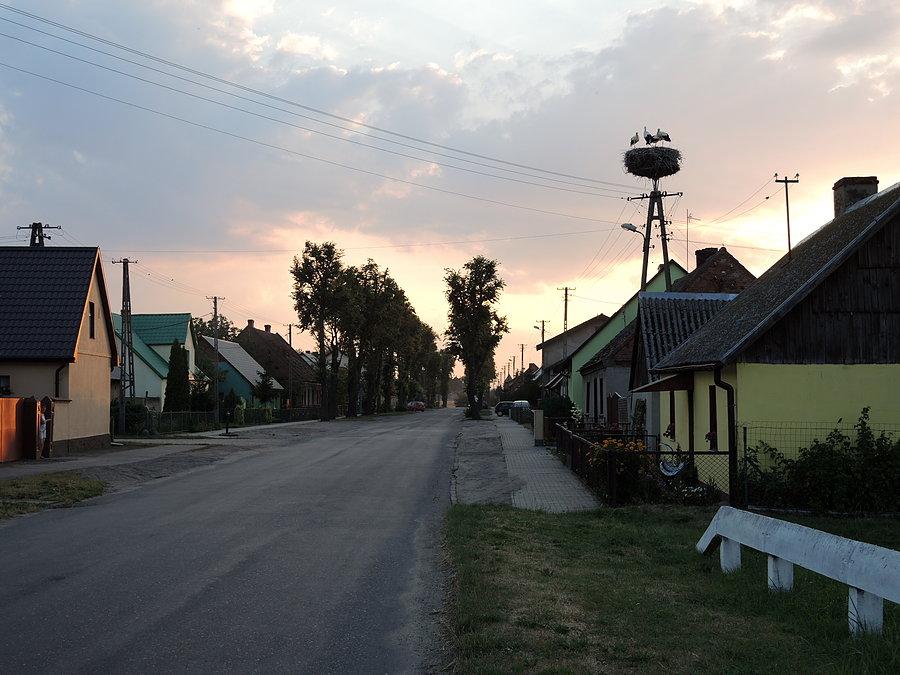 Bociany w Krosinku