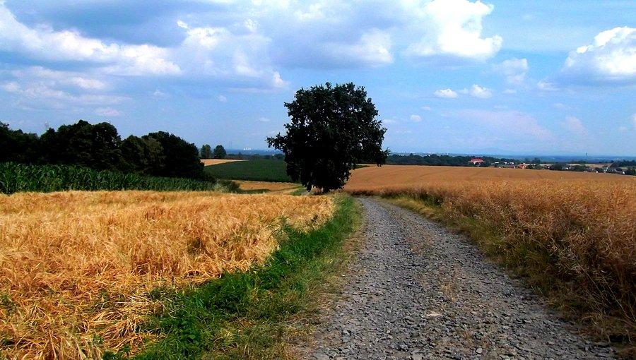 W miejscowości Šilheřovice skręciłem w prawo za kościół i jadę kamienistą ścieżką do Darkowic