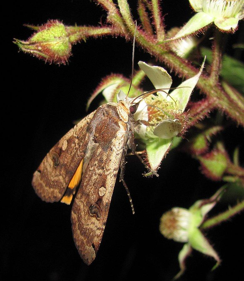Noctua pronuba na nocnym żerże