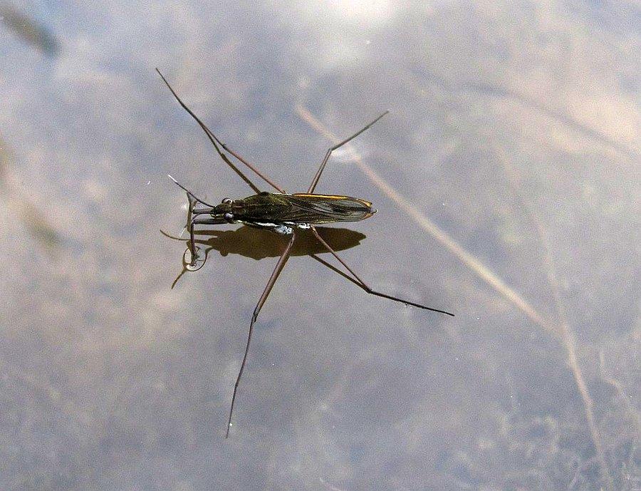A nartniki nad powierzchnią