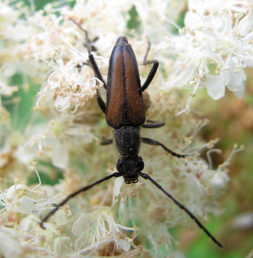 Anastrangalia