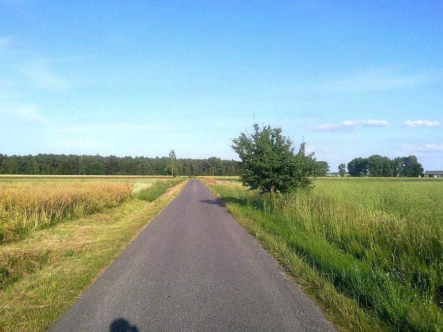 Czyżby jedyny las w promieniu 50 km ?
