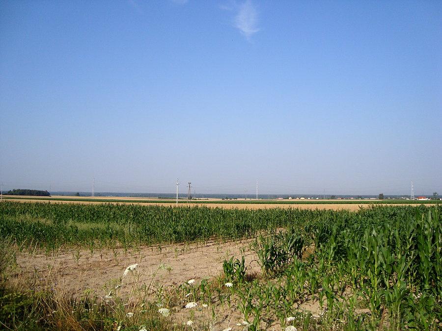 Widoczek