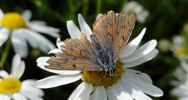 Motyl