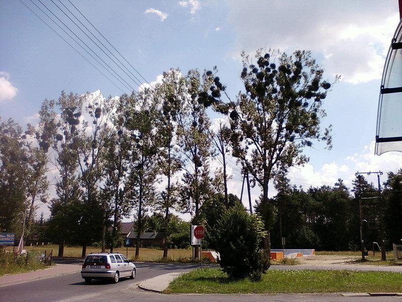 Jemioły