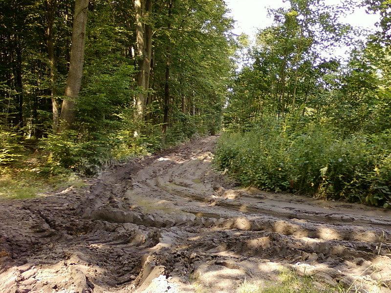 Błoto w Lasie Wiączyńskim