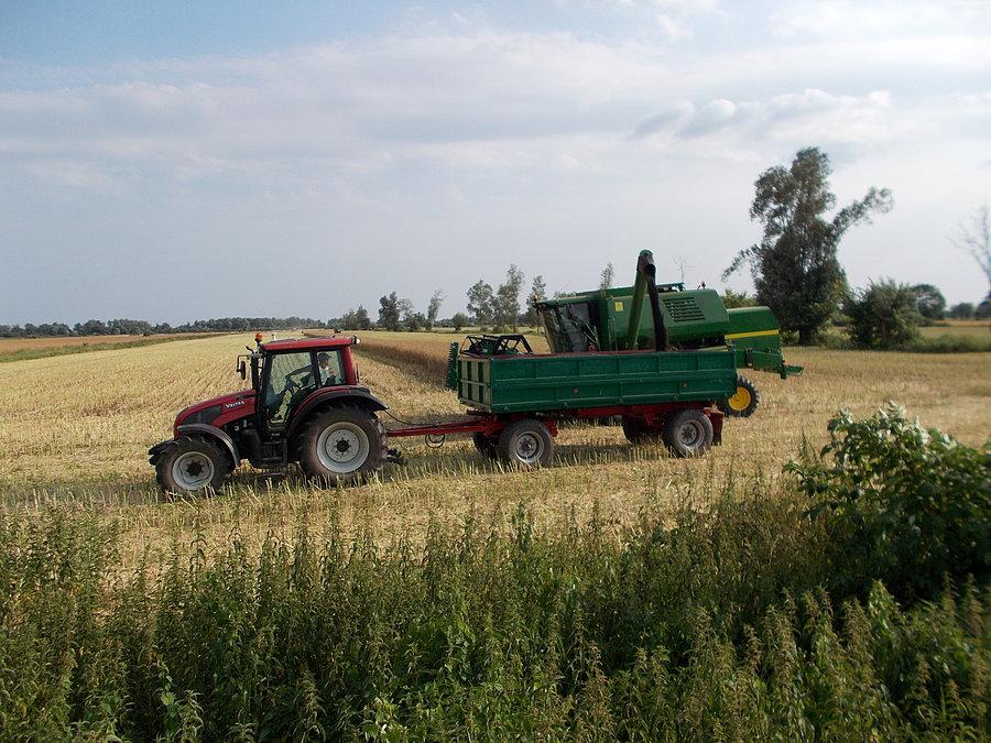 Rzepakowe żniwa