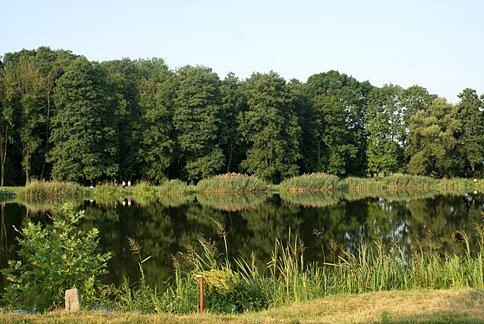 Staw w Moszczenicy