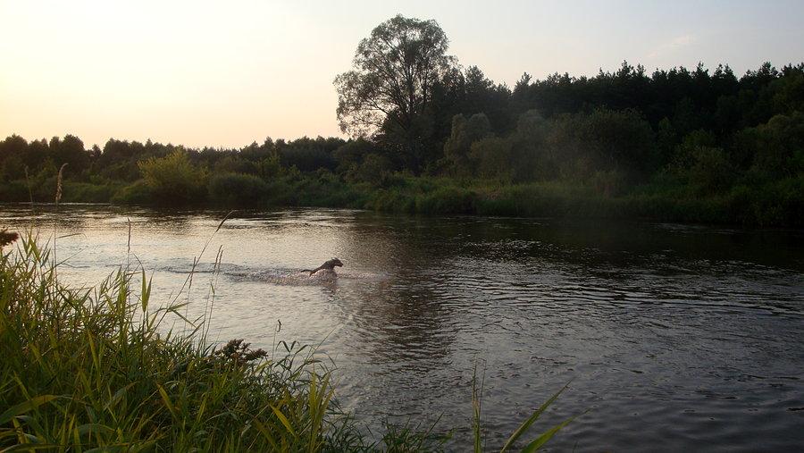 Wodny zwierz