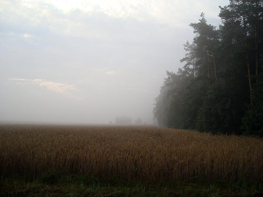 Poranna mgła