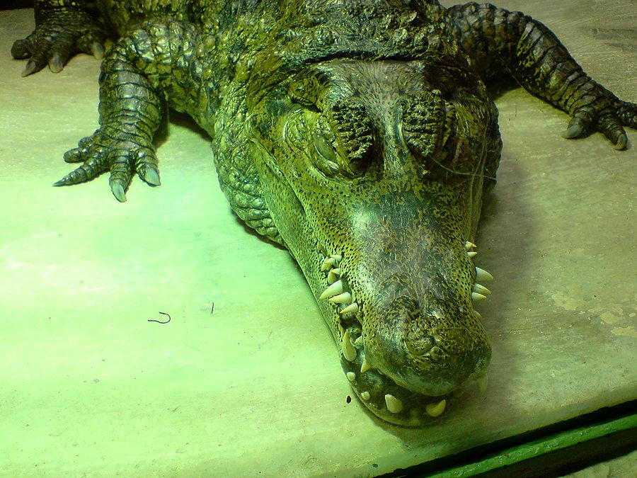 Aligator