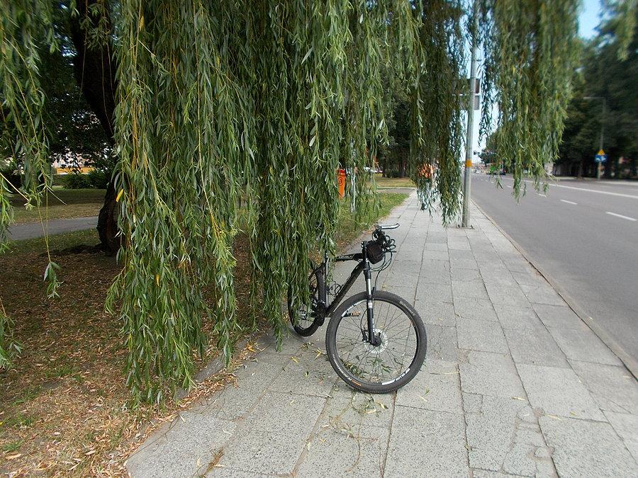 Wierzbowy stojak rowerowy