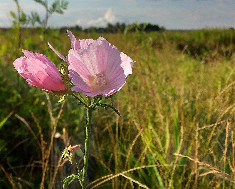 Kwiaty na hałdzie w Rudzie Śląskiej