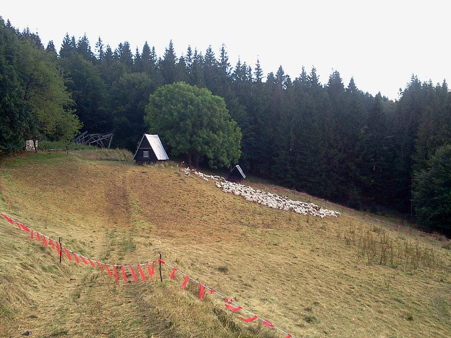 Stadko owiec na Małej Czantorii