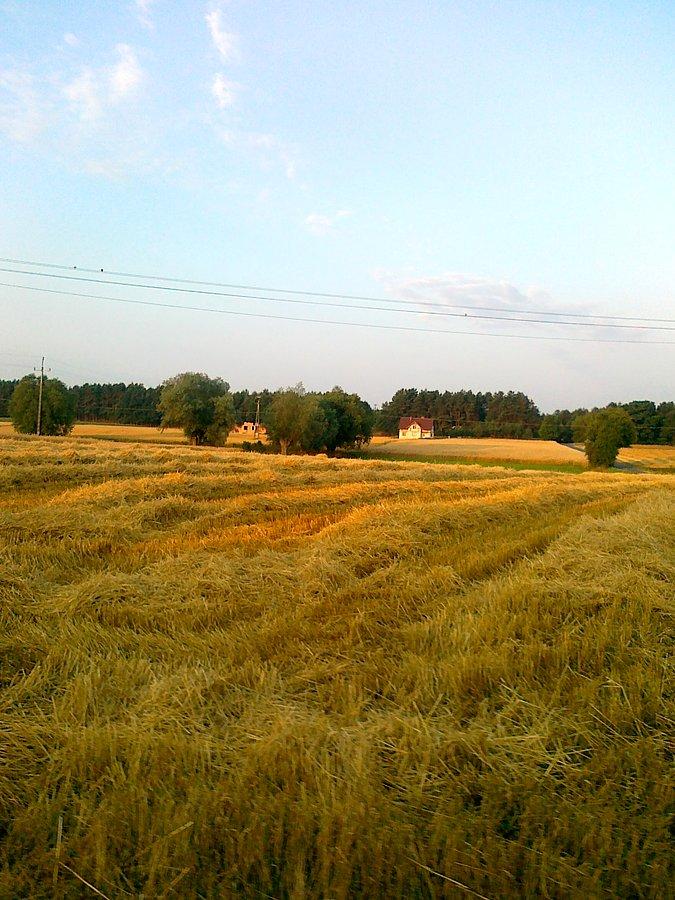 Zboża już dojrzały do zbiorów