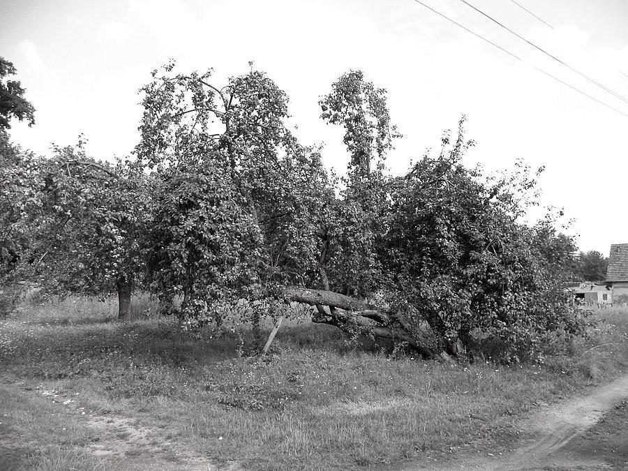 Pozioma jabłoń (z podpórką)