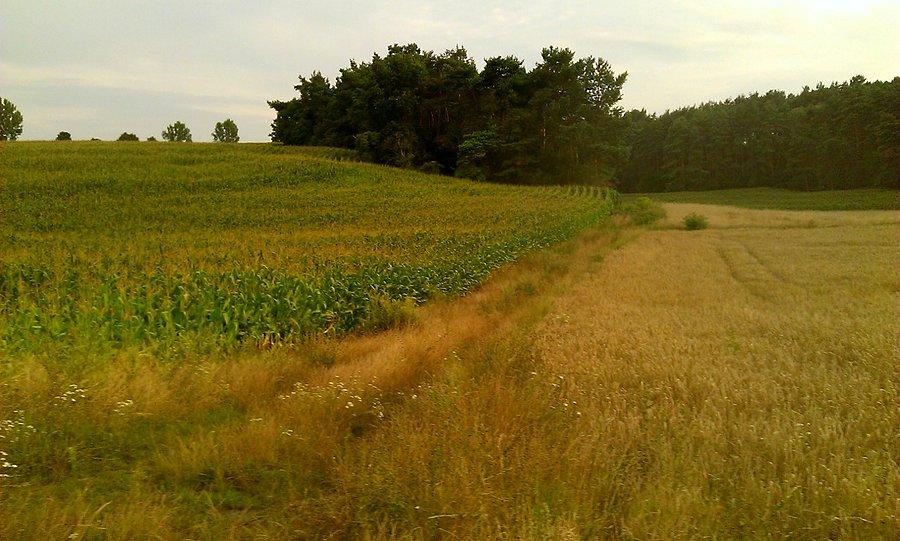 Pomiędzy Szreniawą, Rosnówkiem i Walerianowem