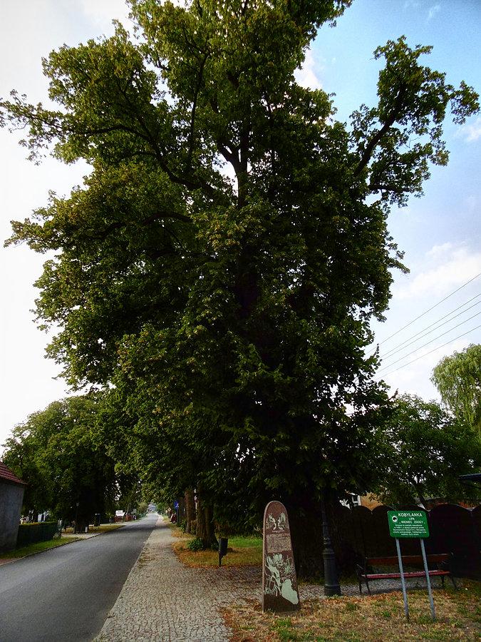 Lipa "Wieniec Zgody"