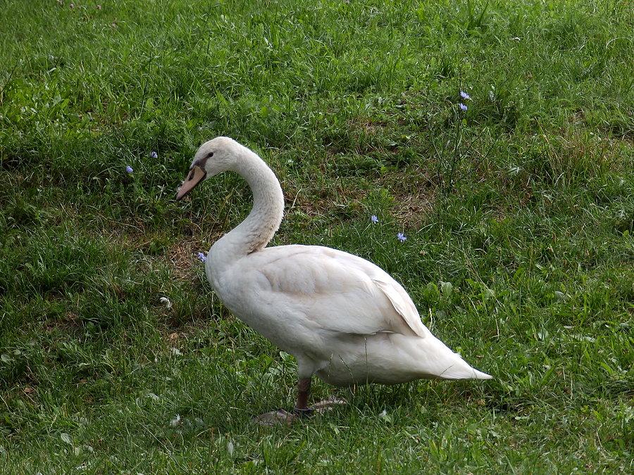 Samotny łabędź