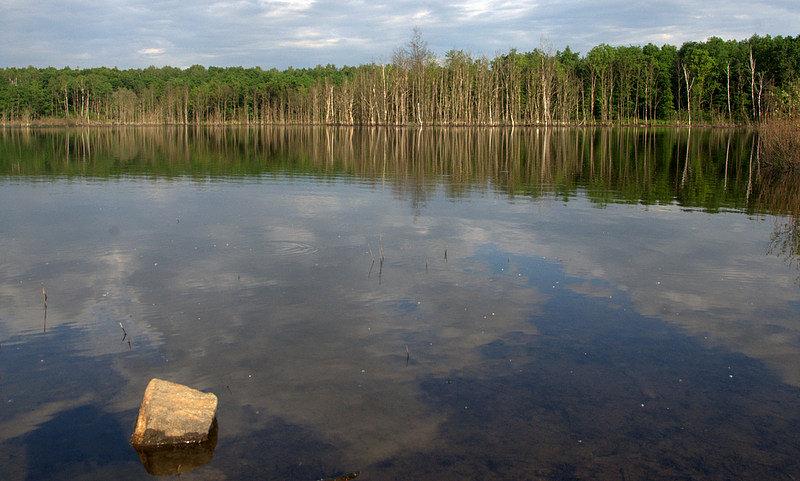 Staw w lasach w Rudzie Śląskiej