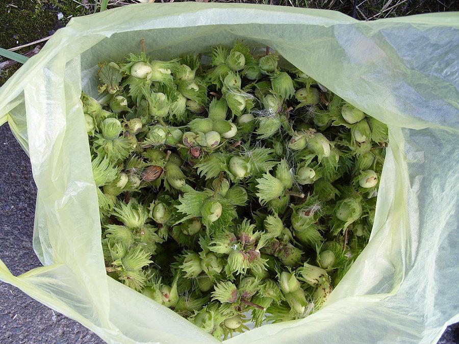 Dalej przed Kolonią Gai odbijam w leśny gąszcz i zrywam jakieś 3kg pięknych orzechów, będzie co robić przez dwa wieczory ;))
