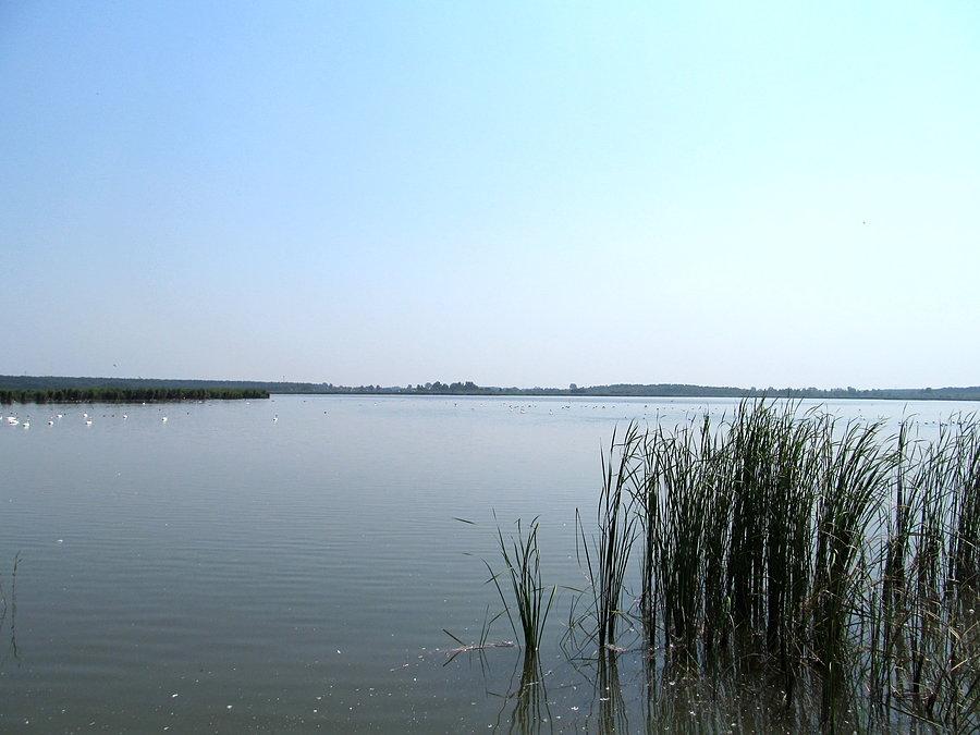 Jezioro Okręt w pobliżu Rogóźna - raj dla ptaków