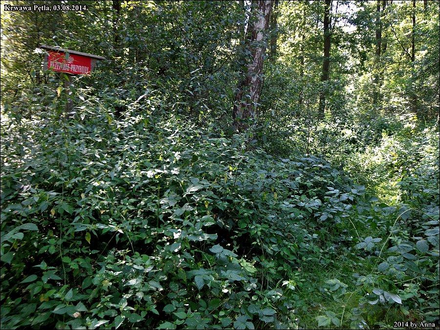 Rezerwaty przyrody, Lasy, Puszcze, Parki Narodowe, Parki Krajobrazowe - wszystko zaliczone w ciągu jednego dnia!