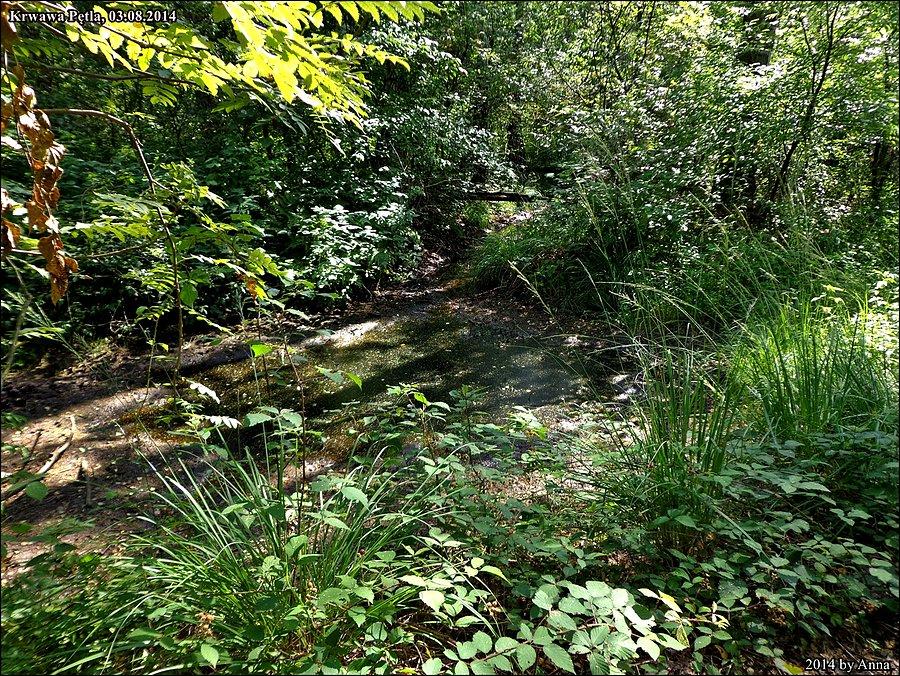 Horowe Bagna