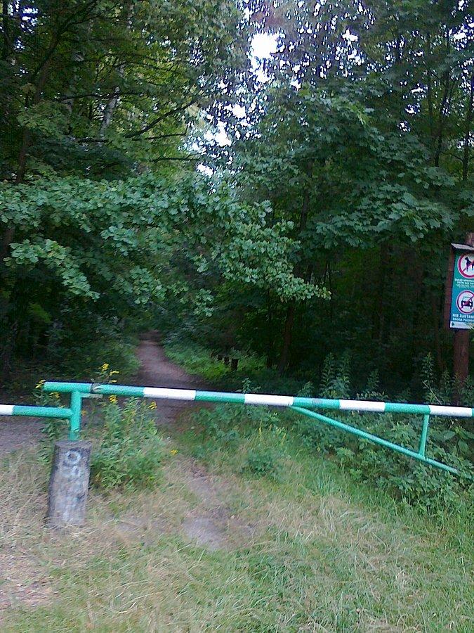 Tu wyjechałam z lasu