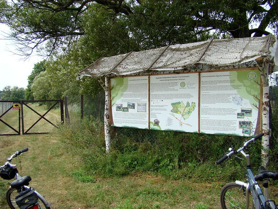 Zagroda hodowlana żubrów w Sycowicach