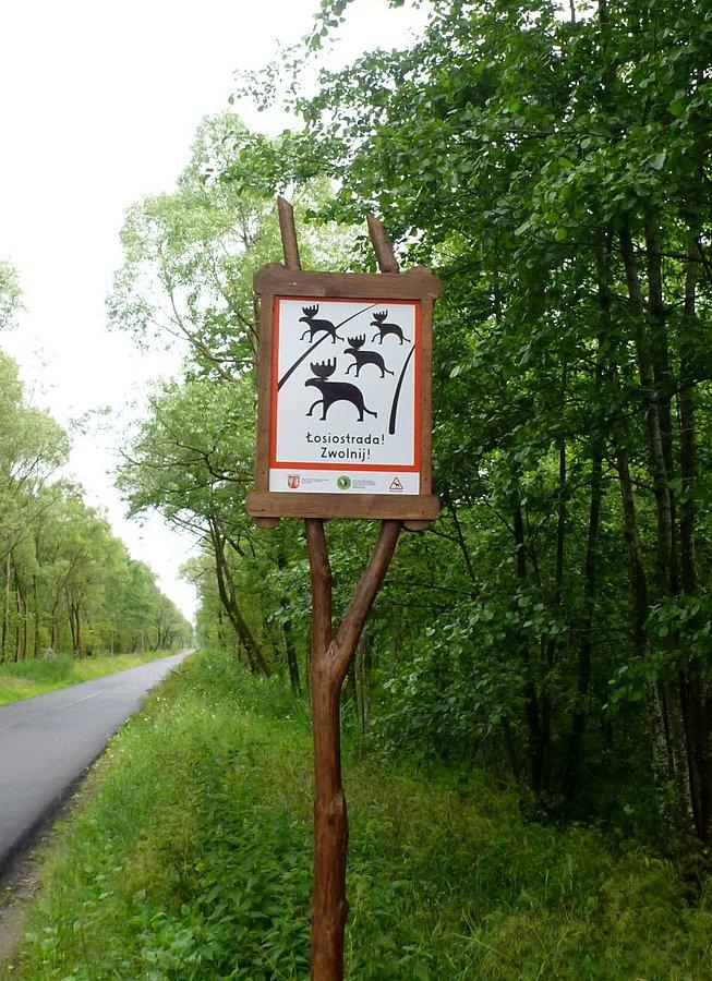 Łosiostrada na Carskim Trakcie