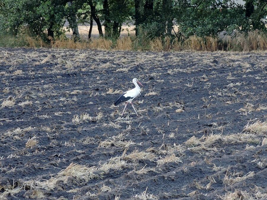 Bocian - między Marunowem a Kruszewem