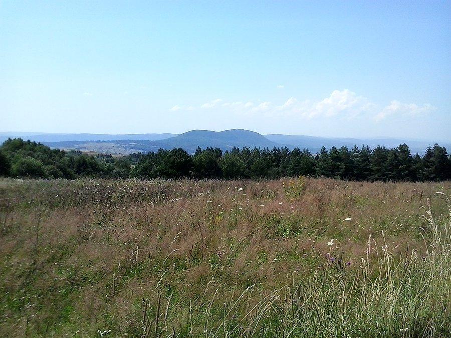 Cergowa się sroży