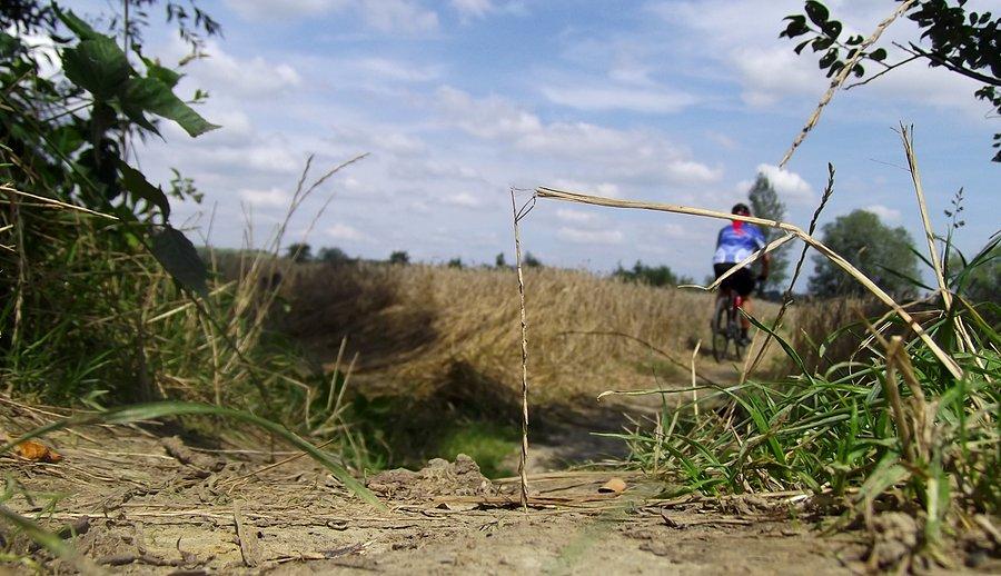 Przejazd przez pole rzepaku