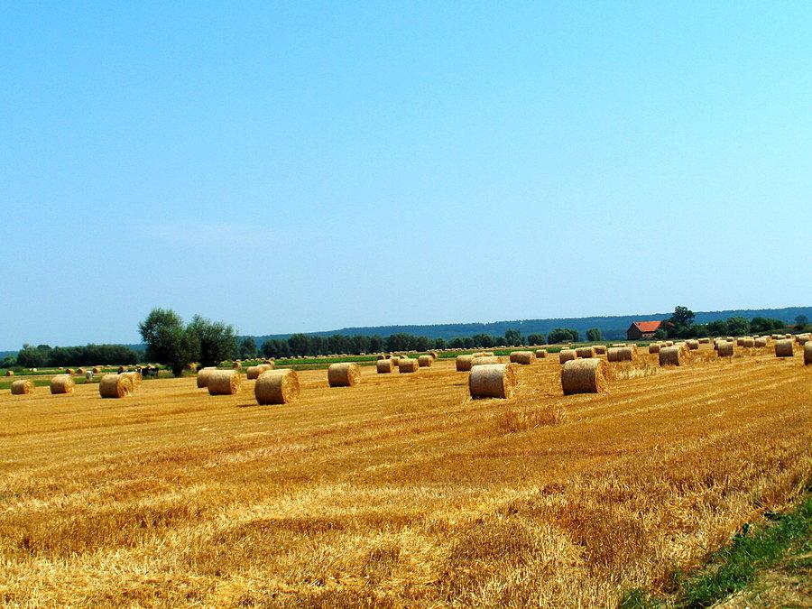 Piękny polny widoczek