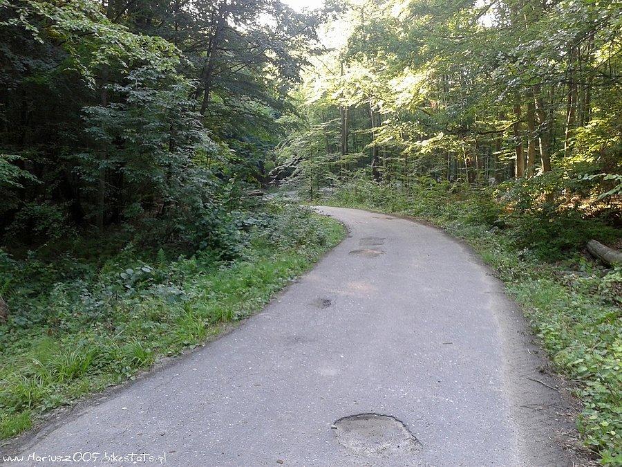 Drogą przez las