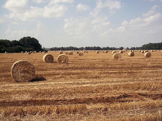 Żniwa 3