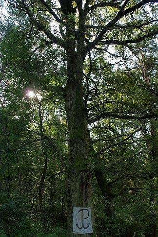 Okazałe drzewo