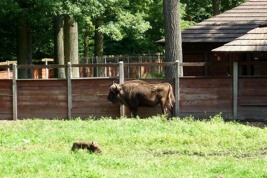 Smardzewice zagroda żubrów