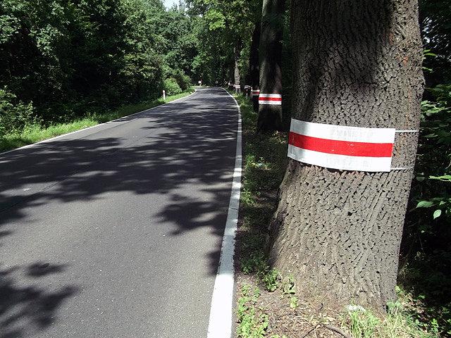 Obsadzona pięknymi dębami droga na Zator