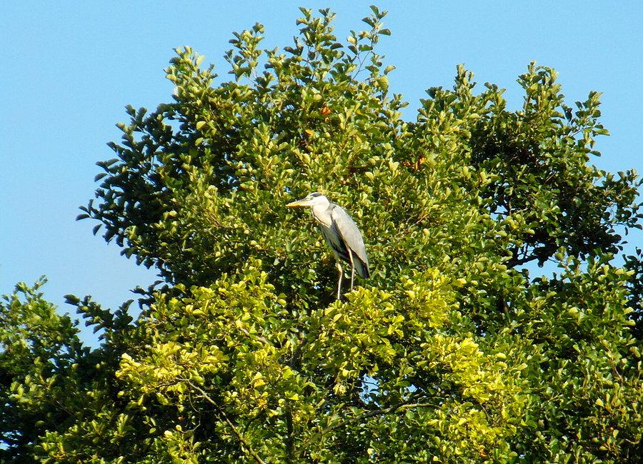 Czapla – jezioro Kałębie