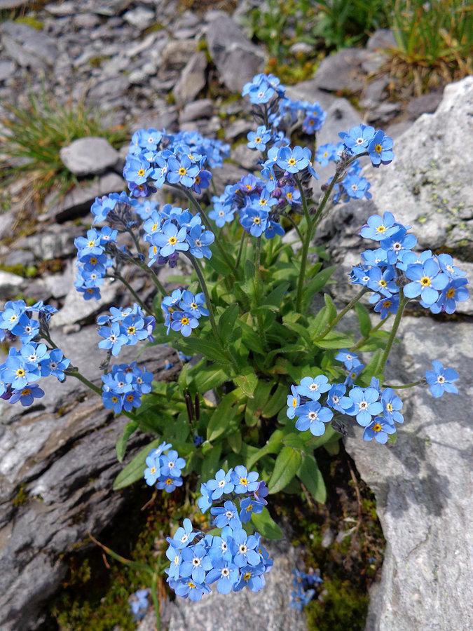 Alpejskie niezapominajki