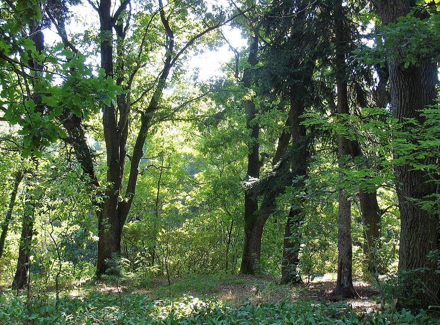 Dębowa Polanka