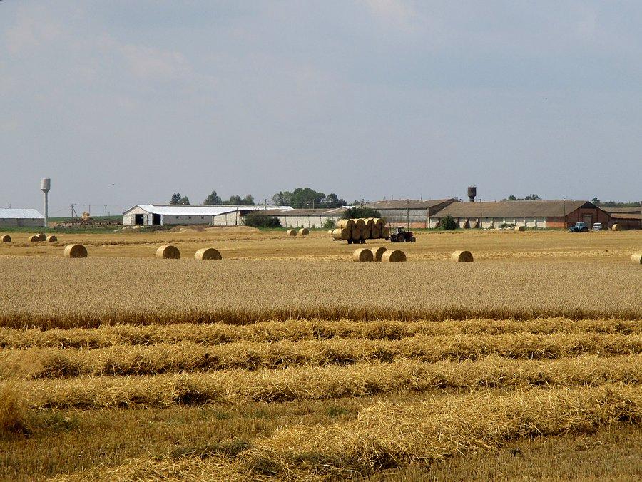 Żniwa pod Czernijowem, Wołyń