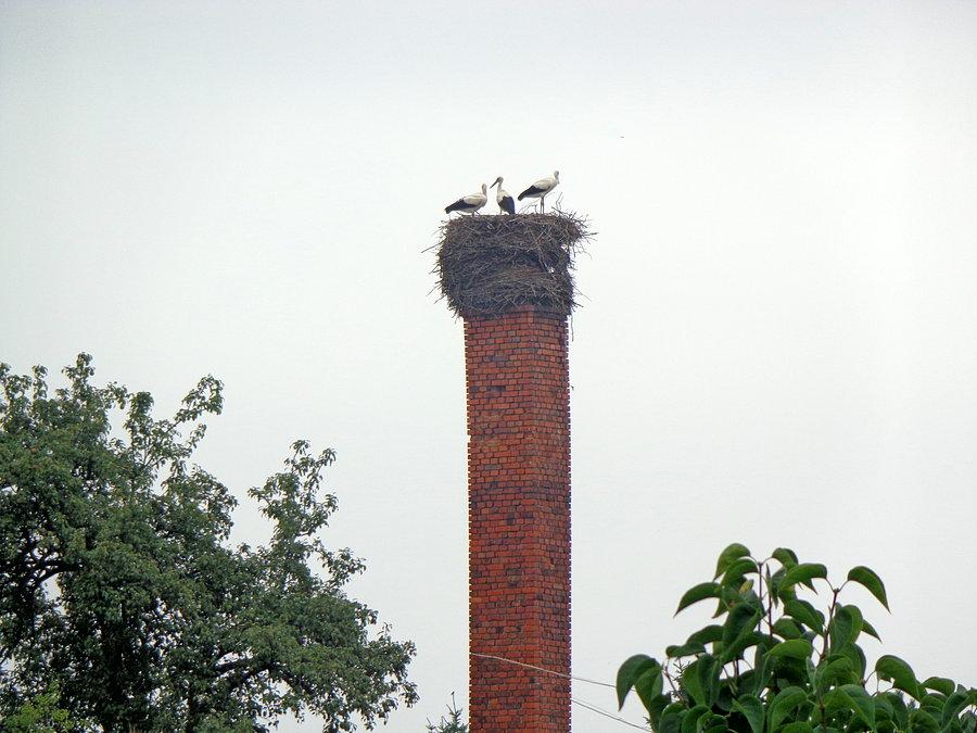 Młode bociany w Skałce